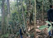 PT Arkan Bara Mandiri Dituding Cemari Hutan Uwentumbu dan Sumber Mata Air di Kelurahan Buluri Palu