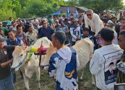Ahmad M Ali Buka Lomba Karapan Sapi di Donggala, Sebut Perlu Dukungan Pemerintah untuk Olahraga Tradisional