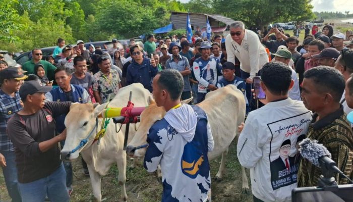 Ahmad M Ali Buka Lomba Karapan Sapi di Donggala, Sebut Perlu Dukungan Pemerintah untuk Olahraga Tradisional