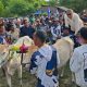 Ahmad M Ali Buka Lomba Karapan Sapi di Donggala, Sebut Perlu Dukungan Pemerintah untuk Olahraga Tradisional