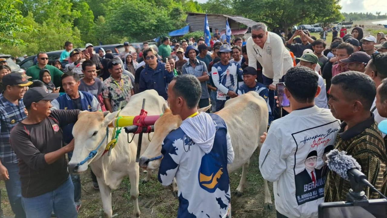 Ahmad M Ali Buka Lomba Karapan Sapi di Donggala, Sebut Perlu Dukungan Pemerintah untuk Olahraga Tradisional