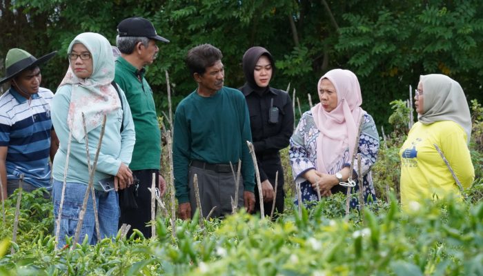 Wakil Wali Kota Palu Reny Lamadjido Kunjungi Kebun Kelompok Tani Cipta Lestari
