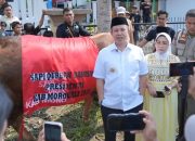 Sapi Kurban Presiden Prabowo Berbobot 800 Kg di Morowali Bernama Rambo