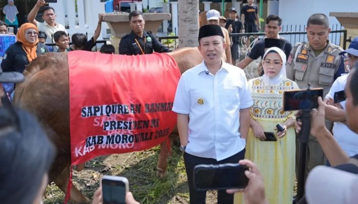 Sapi Kurban Presiden Prabowo Berbobot 800 Kg di Morowali Bernama Rambo
