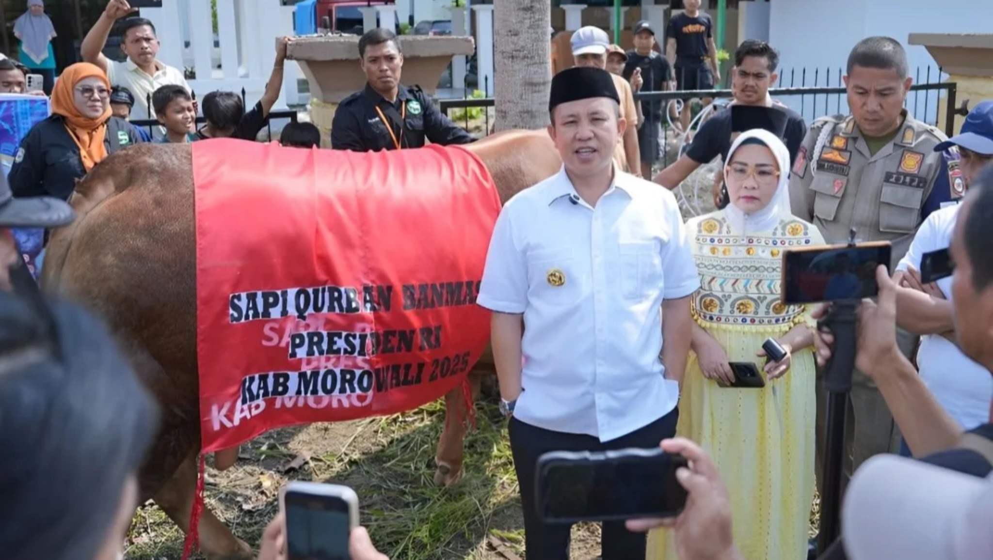 Sapi Kurban Presiden Prabowo Berbobot 800 Kg di Morowali Bernama Rambo