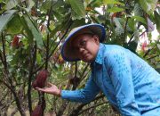 Ekspor Perdana Kakao Fermentasi Poso ke Prancis, OJK Sulteng Sebut Penggerak Ekonomi Lokal Menuju Level Global