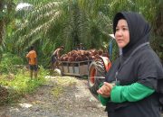 PT KLS Klaim Operasional Sesuai Koridor Hukum, Bantah Serobot Lahan Warga Morut