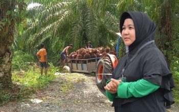PT KLS Klaim Operasional Sesuai Koridor Hukum, Bantah Serobot Lahan Warga Morut