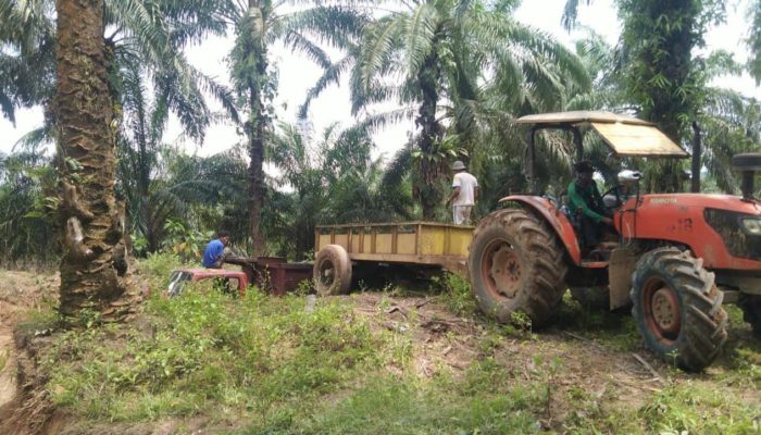 PT Kurnia Luwuk Sejati: Soal Lahan Sawit Morowali Utara Masih Klarifikasi Administrasi, Bukan Pelanggaran