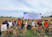 Program PPM PT Vale Sukses Hidupkan Lahan Tidur, Petani Tondowolio Panen Jagung Pakan hingga 7 Ton per Hektare