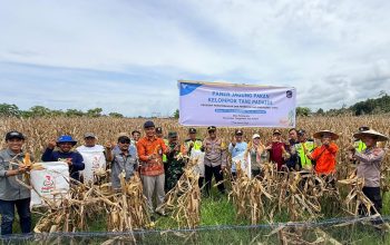 Program PPM PT Vale Sukses Hidupkan Lahan Tidur, Petani Tondowolio Panen Jagung Pakan hingga 7 Ton per Hektare