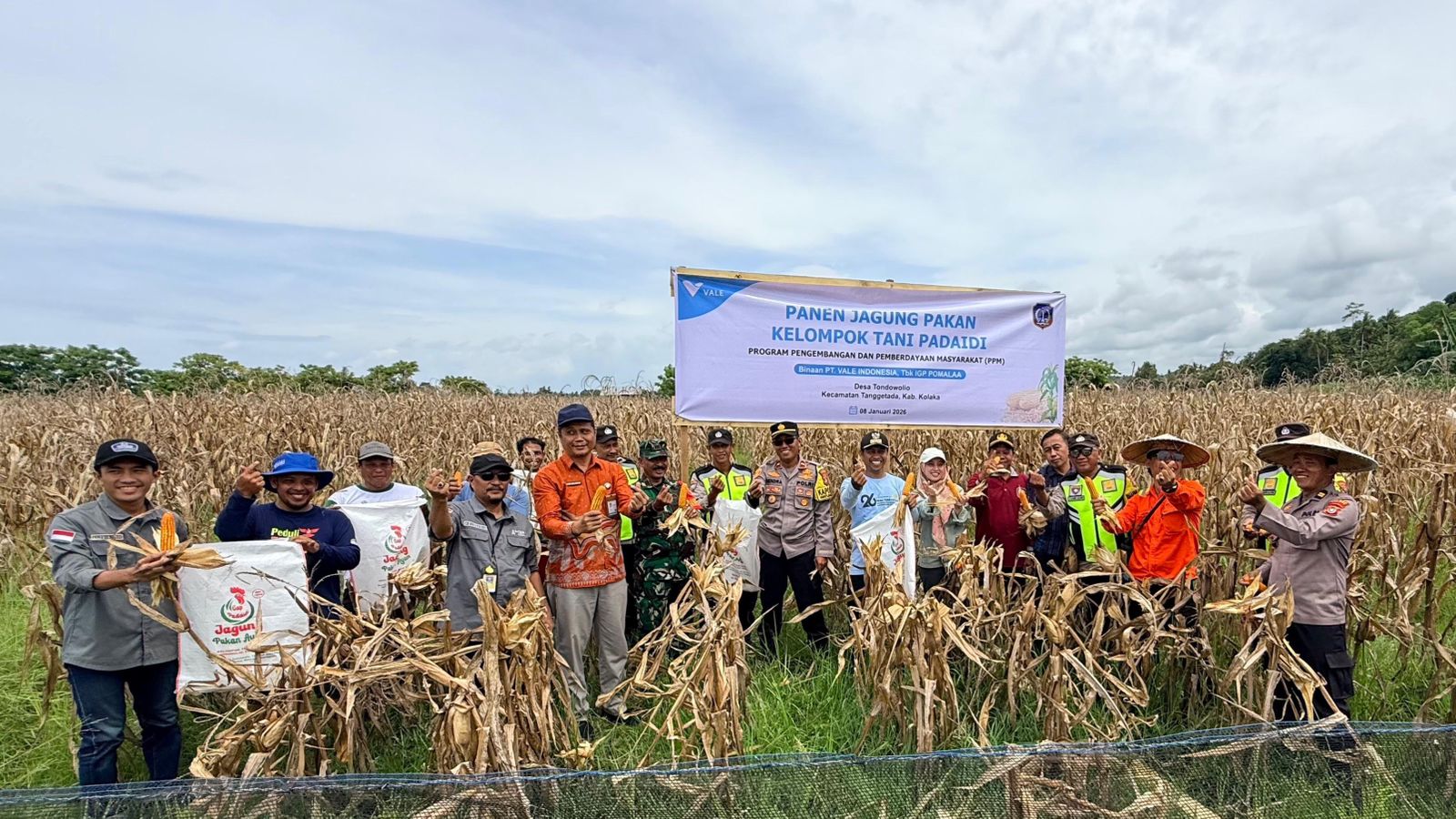 Program PPM PT Vale Sukses Hidupkan Lahan Tidur, Petani Tondowolio Panen Jagung Pakan hingga 7 Ton per Hektare