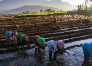 KUR BRI Mengaliri Sawah Rakyat, Menggerakkan Ekonomi dan Ketahanan Pangan Nasional