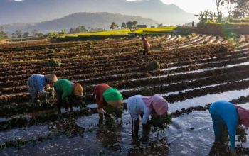 KUR BRI Mengaliri Sawah Rakyat, Menggerakkan Ekonomi dan Ketahanan Pangan Nasional