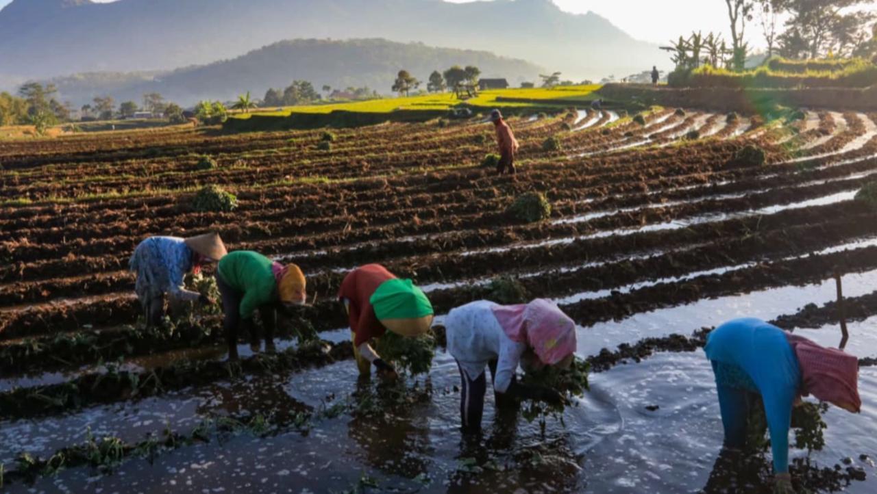KUR BRI Mengaliri Sawah Rakyat, Menggerakkan Ekonomi dan Ketahanan Pangan Nasional