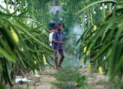 Petani Buah Naga Banyuwangi Naik Kelas Berkat Program Klasterku Hidupku BRI