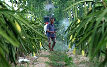 Petani Buah Naga Banyuwangi Naik Kelas Berkat Program Klasterku Hidupku BRI