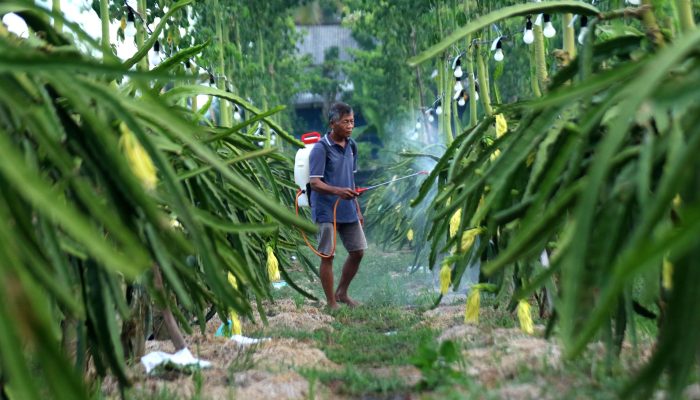 Petani Buah Naga Banyuwangi Naik Kelas Berkat Program Klasterku Hidupku BRI
