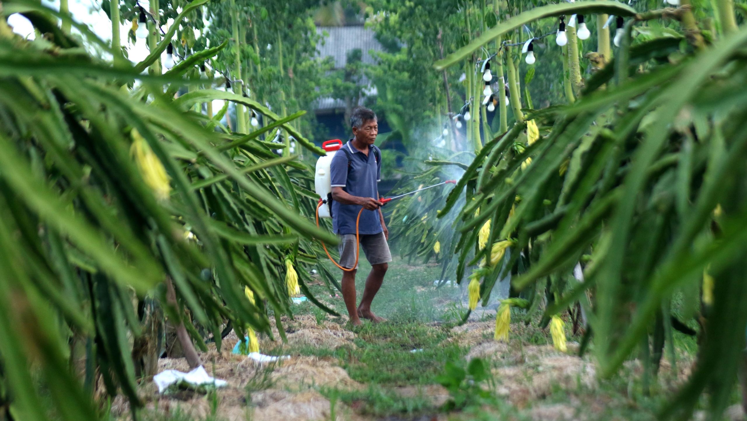 Petani Buah Naga Banyuwangi Naik Kelas Berkat Program Klasterku Hidupku BRI