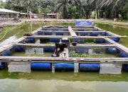 Desa Empang Baru Siak Tumbuhkan Ekonomi Berbasis UMKM dan Perikanan, Didukung Program Desa BRILiaN