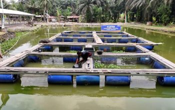 Desa Empang Baru Siak Tumbuhkan Ekonomi Berbasis UMKM dan Perikanan, Didukung Program Desa BRILiaN