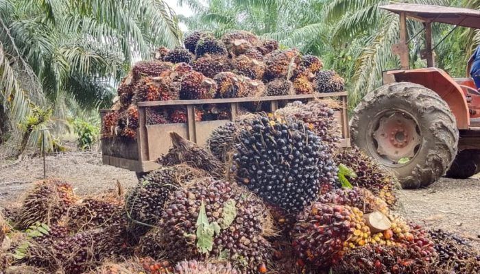 PT Kurnia Luwuk Sejati Tegaskan Fungsi Aparat Sebatas Pengamanan Aset