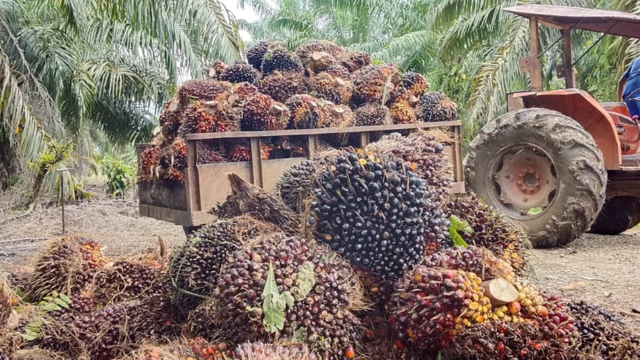 PT Kurnia Luwuk Sejati Tegaskan Fungsi Aparat Sebatas Pengamanan Aset