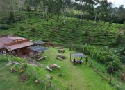 Sentuhan BRILiaN Ubah Tugu Selatan, Ekonomi Desa Tumbuh dari Alam dan Inovasi