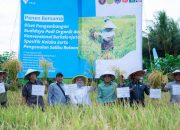 Panen Demplot Padi PT Vale di Kolaka Capai 21,9 Ton, Dorong Ketahanan Pangan Daerah