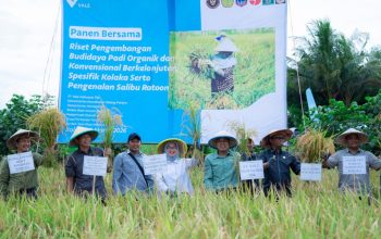 Panen Demplot Padi PT Vale di Kolaka Capai 21,9 Ton, Dorong Ketahanan Pangan Daerah