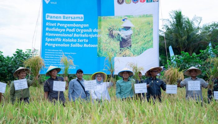 Panen Demplot Padi PT Vale di Kolaka Capai 21,9 Ton, Dorong Ketahanan Pangan Daerah