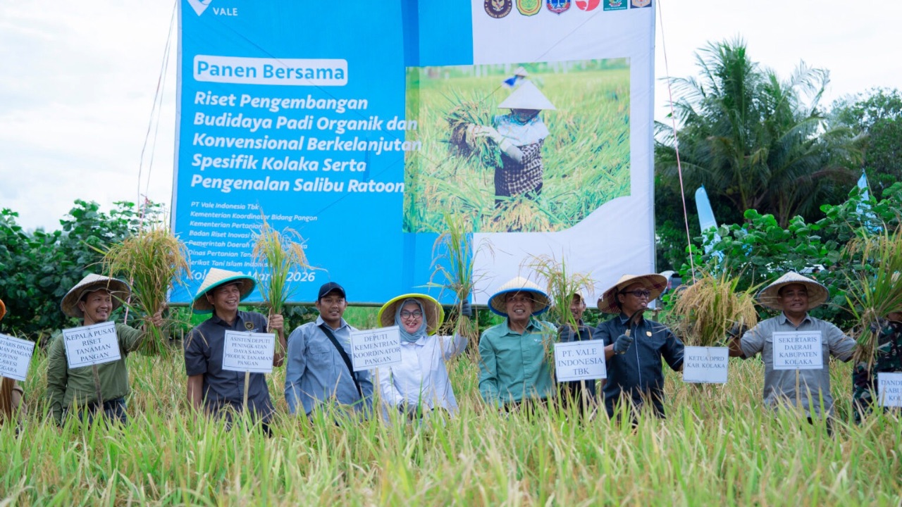Panen Demplot Padi PT Vale di Kolaka Capai 21,9 Ton, Dorong Ketahanan Pangan Daerah