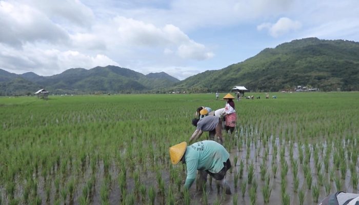 Berbasis Gotong Royong, Desa Manemeng Perkuat Ekosistem Ekonomi Kerakyatan melalui Program Desa BRILiaN