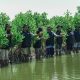 Peringati Hari Bumi, BRI Perkuat Komitmen Jaga Ekosistem Pesisir Lewat Penanaman Mangrove di Muara Gembong Bekasi