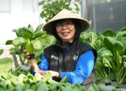 BRI Dorong Perempuan Berdaya Lewat Program Urban Farming BRInita