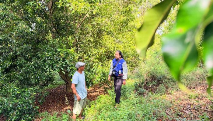 Semangat Kartini di Pegunungan Kolaka Utara, Mantri BRI Ini Tembus Medan Sulit Demi Nasabah