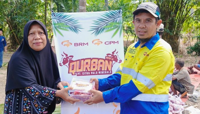 Idul Adha 2026, PT CPM Salurkan 45 Ekor Sapi Kurban untuk Masyarakat Lingkar Tambang