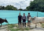 Trinusa Group Salurkan 30 Ekor Sapi Kurban di Morowali Utara hingga Kota Palu