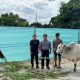Trinusa Group Salurkan 30 Ekor Sapi Kurban di Morowali Utara hingga Kota Palu