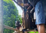 Sesosok Mayat Pria Ditemukan Tergantung Membusuk di Pondok Kebun Desa Lobu Moutong