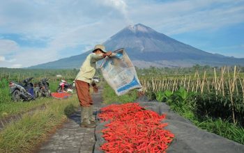 BRI Salurkan KUR Rp84,36 Triliun hingga Mei 2026, Sektor Pertanian Jadi Penerima Terbesar