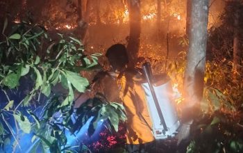 Tiga Titik Karhutla di Siuna Banggai Hanguskan Satu Hektare Kebun Jati Warga