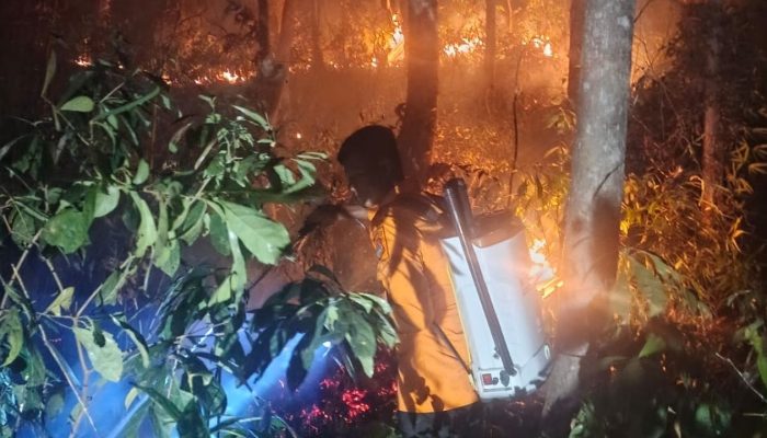 Tiga Titik Karhutla di Siuna Banggai Hanguskan Satu Hektare Kebun Jati Warga