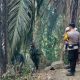 Kebakaran Lahan di Sigi Meluas ke Hutan Pinus, 10 Hektare Terdampak