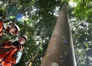Arboretum Himalaya Cermin Keberlanjutan Morowali