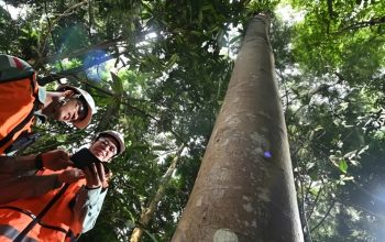 Arboretum Himalaya Cermin Keberlanjutan Morowali