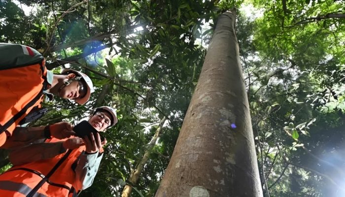 Arboretum Himalaya Cermin Keberlanjutan Morowali