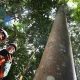 Arboretum Himalaya Cermin Keberlanjutan Morowali