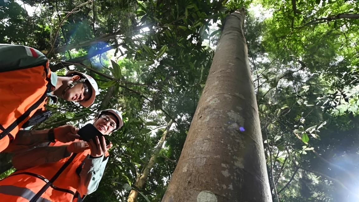 Arboretum Himalaya Cermin Keberlanjutan Morowali