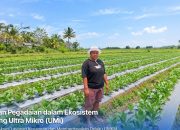 KUR BRI Bantu Petani Perempuan di Merauke Perluas Sawah Jadi 3 Hektare